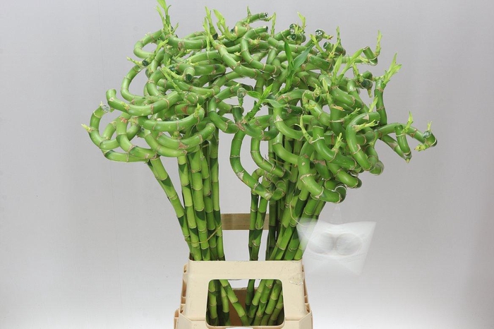 <h4>Lucky Bamboo Twisted</h4>