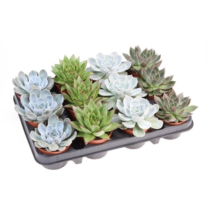 Echeveria mix op rij