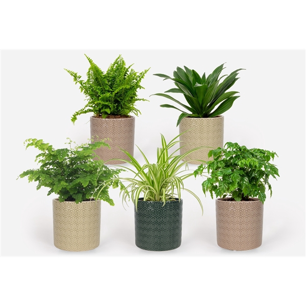 <h4>2025 - Groen Mix 12cm - Classic - Elgar</h4>