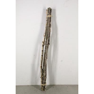 Birch Stem 100cm (5pc)