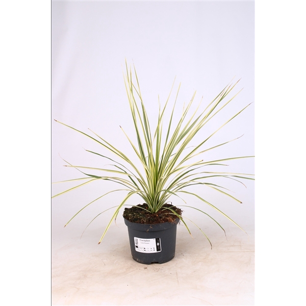 <h4>Cordyline Lime Passion</h4>