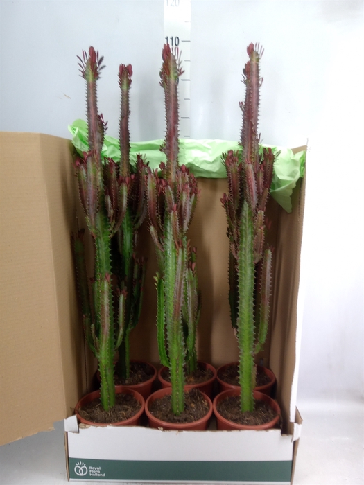 <h4>Euphorbia trigona 'Rubra'</h4>