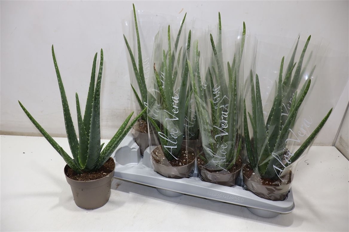 <h4>arr8 Aloe Vera</h4>