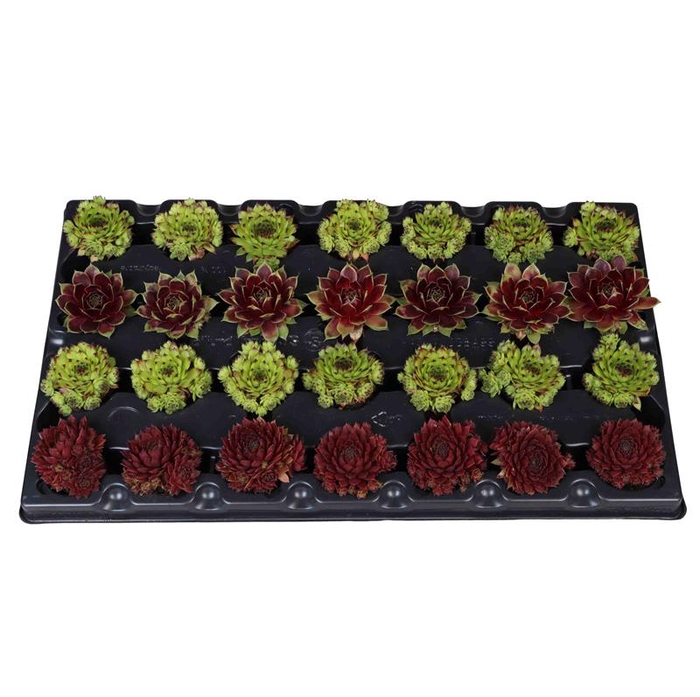 <h4>SEMPERVIVUM-HYBRID P5,5 PLUGS MIX ZONDER POT</h4>