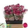 RAN AAZUR DEEP ROSE