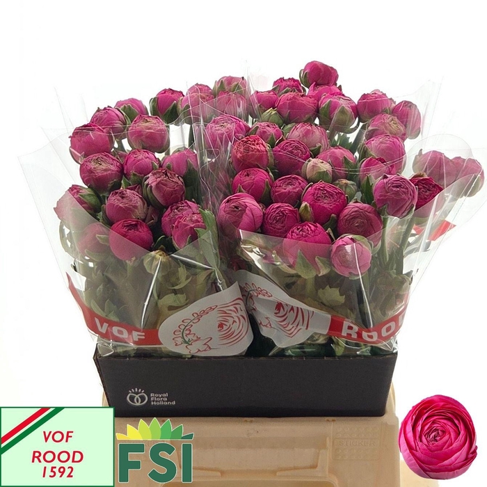 <h4>RAN AAZUR DEEP ROSE</h4>