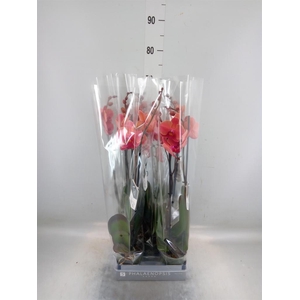 Phalaenopsis  'Ant Narbonne'