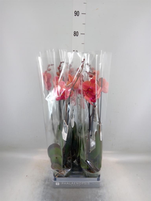 <h4>Phalaenopsis  'Ant Narbonne'</h4>