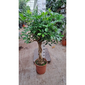Schefflera arbor. 'Compacta'