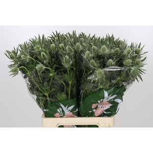 Eryngium Magical White Lagoon