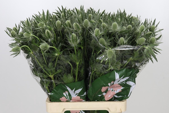 <h4>Eryngium Magical White Lagoon</h4>