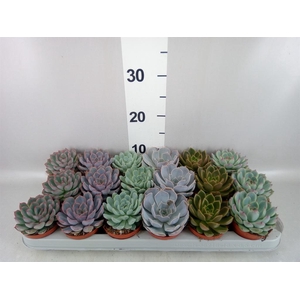 Echeveria   ...mix