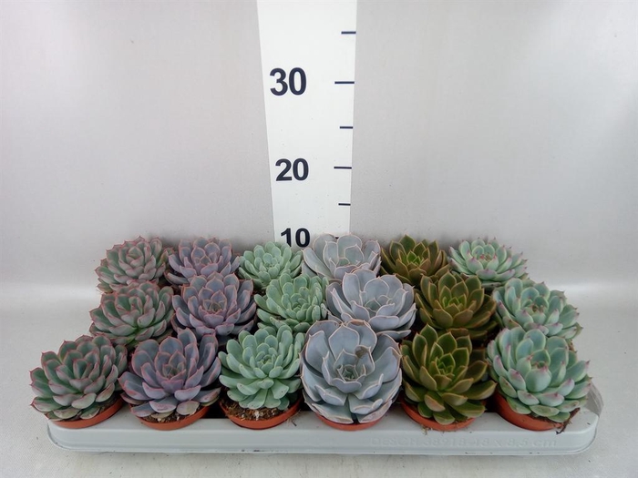 <h4>Echeveria   ...mix</h4>