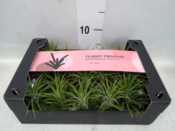 <h4>Tillandsia ionantha</h4>