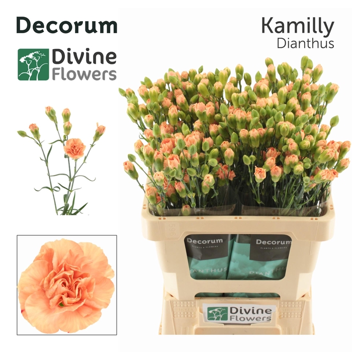 <h4>DI TR KAMILLY</h4>