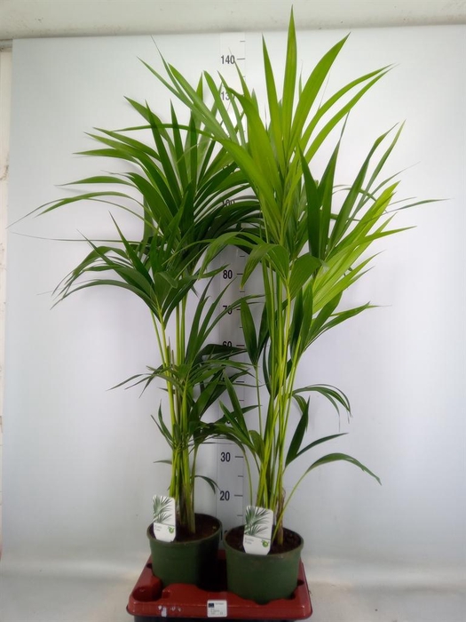 <h4>Howea forsteriana</h4>