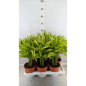 Dracaena frag.   ...