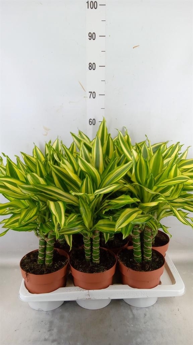 <h4>Dracaena frag. ...</h4>