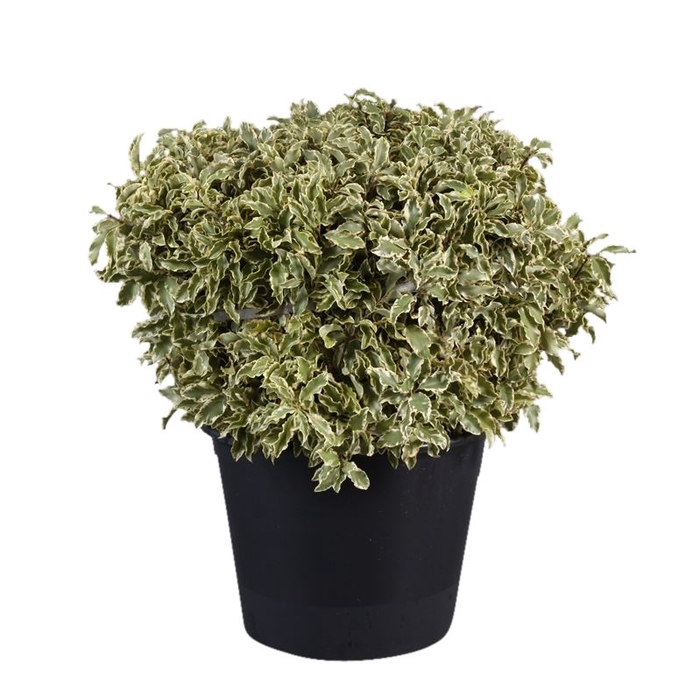 <h4>Pittosporum Nigra</h4>