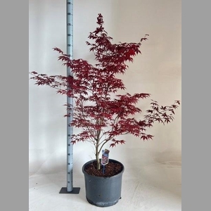 ACER PA BLOODGOOD