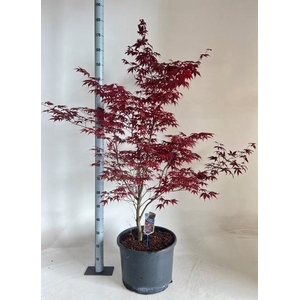 ACER PA BLOODGOOD