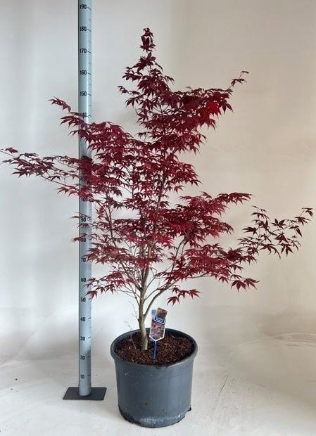 <h4>ACER PA BLOODGOOD</h4>