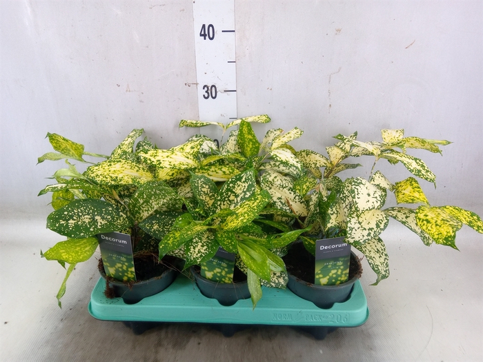 <h4>Dracaena surculosa 'Florida Beauty'</h4>