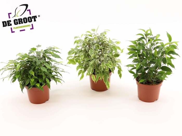 <h4>Ficus benjamina gemengd 3 soorten</h4>