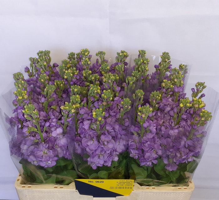 <h4>MATTH FIGARO LAVENDE</h4>
