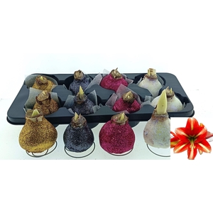 BLOEMBOL HIPPEASTRUM