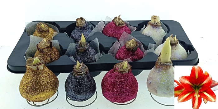 <h4>BLOEMBOL HIPPEASTRUM</h4>