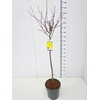 Cercis canadensis