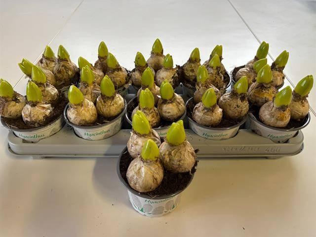 <h4>Hyacin White Ideal</h4>