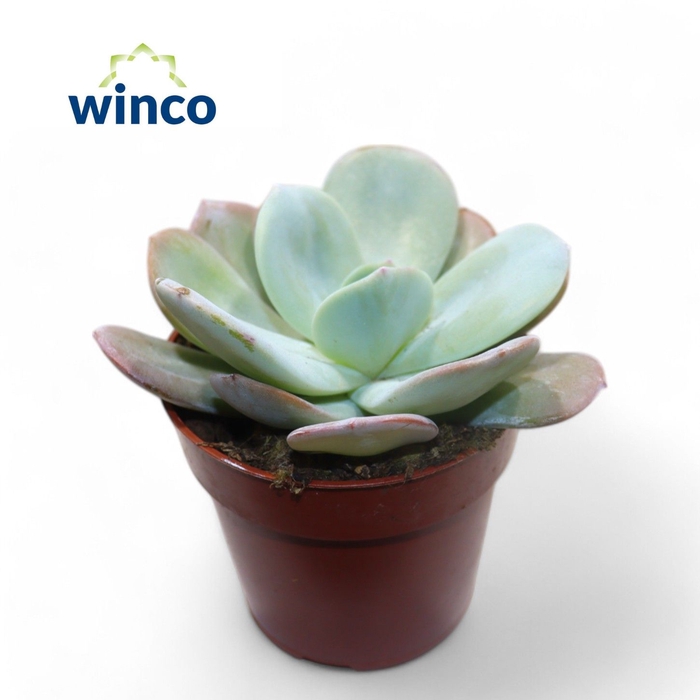 <h4>Echeveria Lauii Hybride</h4>