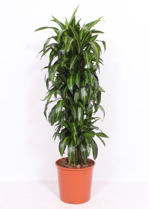 Dracaena Hawaiian Sunshine