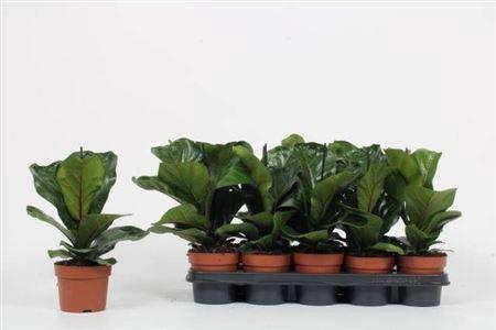 arr8 Ficus Lyrata Bambino