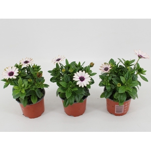 Osteospermum Sunny Atilla
