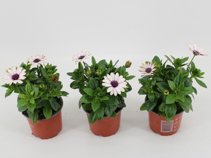 <h4>Osteospermum Sunny Atilla</h4>