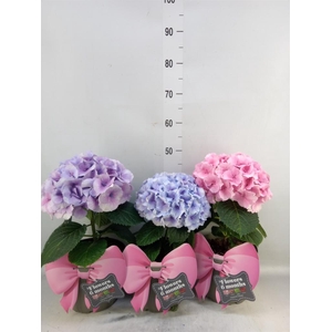 Hydrangea mac. 'Fusion'