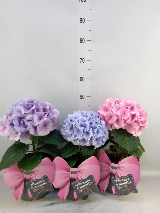 <h4>Hydrangea mac. 'Fusion'</h4>