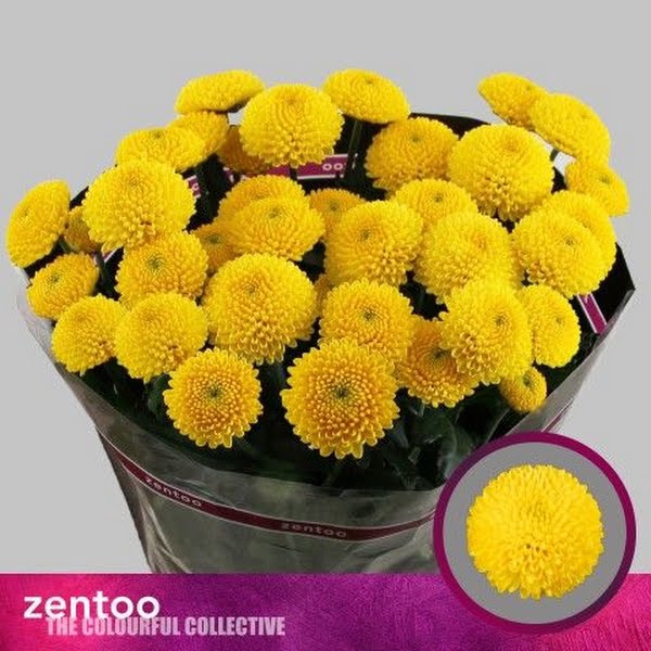 <h4>Chr T Limoncello Zentoo</h4>