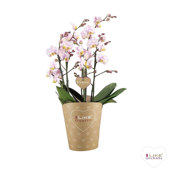 <h4>Phalaenopsis multi.   ...rose</h4>