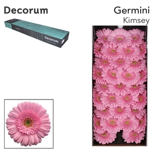 Germini Kimsey Doos