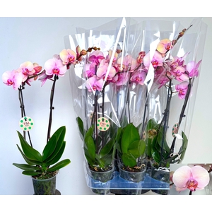 PHAL OV ROZE