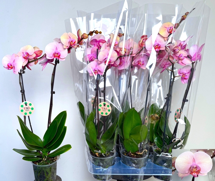 <h4>PHAL OV ROZE</h4>