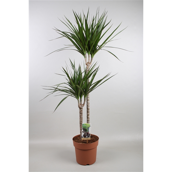 <h4>Dracaena Marginata 60-30</h4>