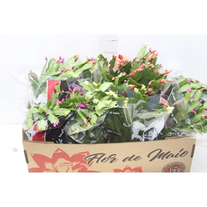 FLOR DE MAIO P15