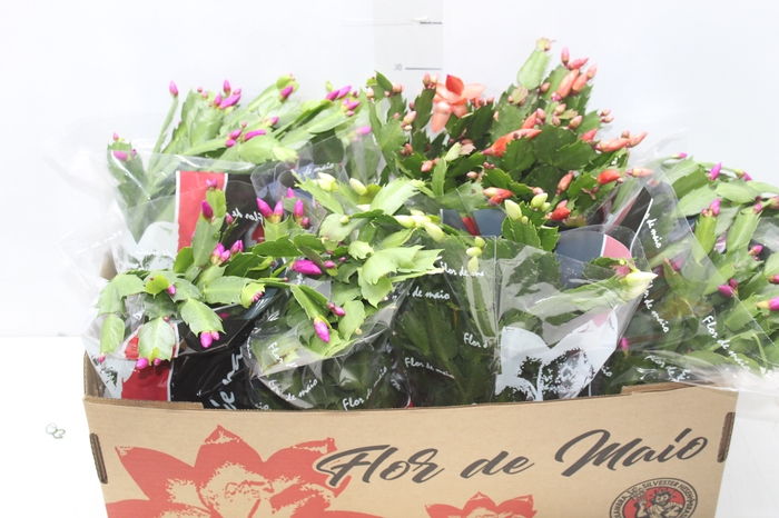 <h4>FLOR DE MAIO P15</h4>