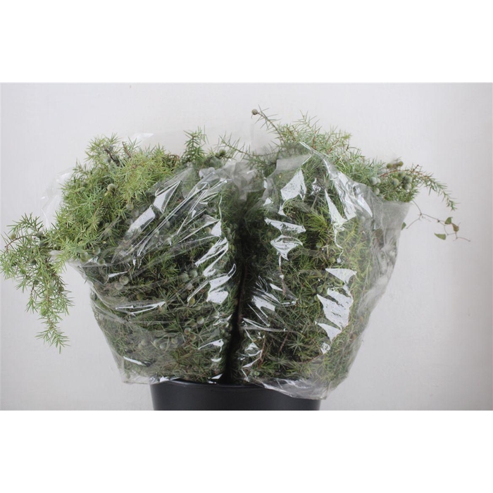 <h4>Jenever Berry 300gr P Bunch</h4>