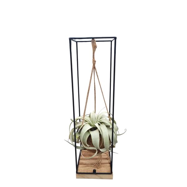 <h4>Tillandsia xerographica Kokodama hanger XL</h4>